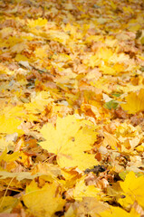 Colorful autumn leaves on ground in Autumn season. Autumn concept. Autumn foliage. Background from multi-coloured fallen down leaves.
