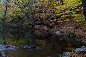 river in the autumn forest
