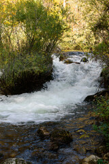 stream in the forest