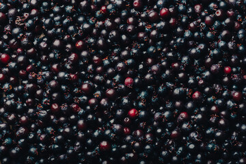 Background of Ripe Purple Berries of Shadbush