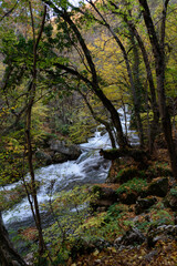 river in the forest