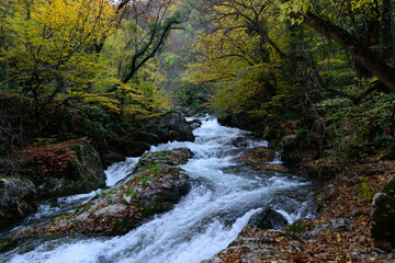 river in the forest