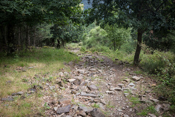 a footpath in the woods with many stones at Serra da Lousa mountain, Portugal