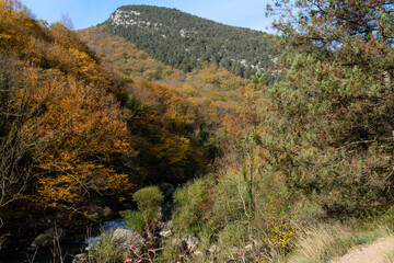 Fototapeta premium autumn forest in the mountains
