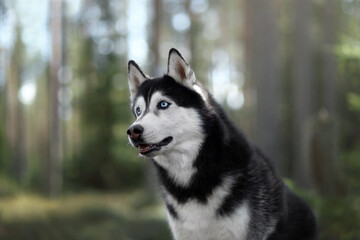 Beautiful Siberian husky dog. Portrait in nature
