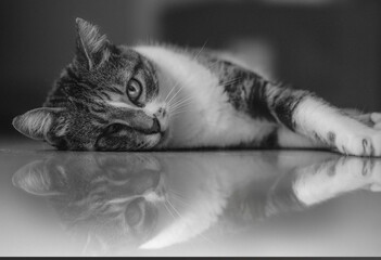 Gata adoptada