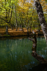 autumn in the forest
