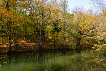 Fototapeta premium autumn in the park