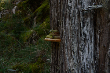 mushroom on a tree