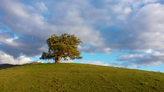 Ch&ecirc;ne de Venon
