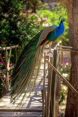 Fototapeta premium Pfau König