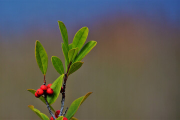 Selective of red berries on a plant