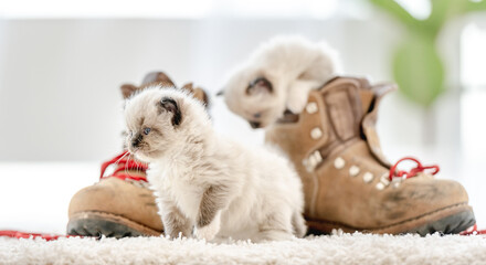Fototapeta premium Ragdoll kitten in light room