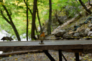 bird on the table