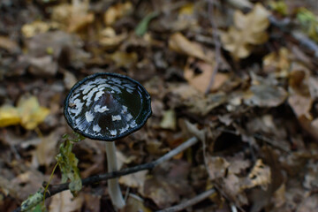 mushroom in the forest