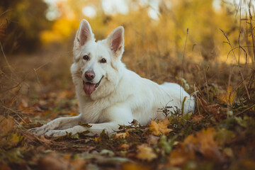 dog white swiss shepherd lying on a path with autumn leaves