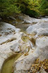 small river in the forest