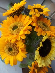 sunflowers in the garden