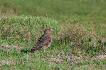 Beautiful bird of prey inn on the grass  in Brazil