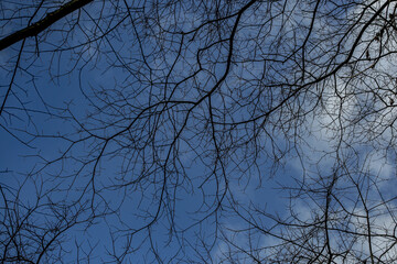 Sky and tree