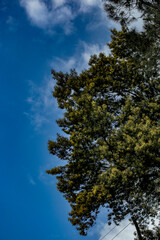 Tree and sky