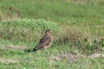 Beautiful bird of prey inn on the grass 