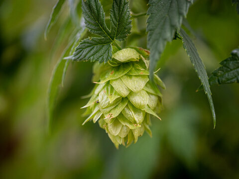 Hop cone and leaves in close up detail, isolated with soft focus and room for copy