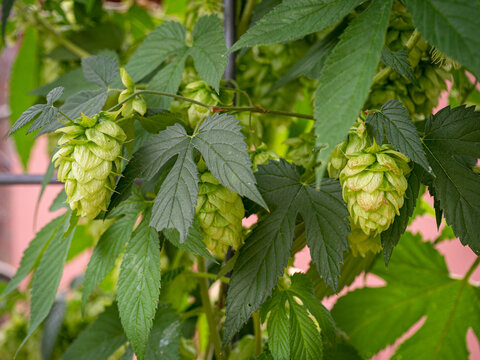 Cluster of hop cones and leaves on trellis in close up detail