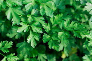 growing parsley, green parsley close-up