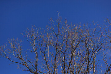 Trees against blue sky. Tree branches without leaves are in forest, copy place. 