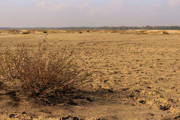 Autumn on Pustynia Błędowska. Blendow Desert in Poland.
