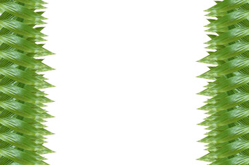 green leaf pattern Placement of elements on a white background. Design. Write articles or products for presentations and advertisements.