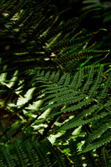 fern leaves in the forest