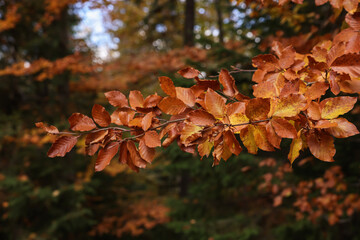 Branches with beautiful leaves in autumn, closeup
