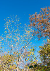 Autumn colors in the caatinga forest - trees losing their leaves, blue sky with moon in the background (Oeiras, Piaui state, Brazil)