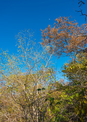 Autumn colors in the caatinga forest - trees losing their leaves, blue sky with moon in the background (Oeiras, Piaui state, Brazil)
