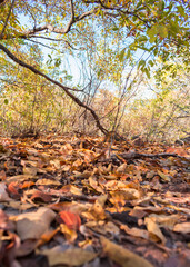 Beginning of the dry season in the caatinga forest, dry leaves on the ground, autumn colors -...