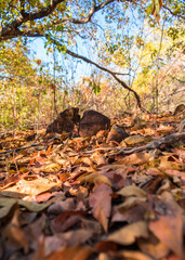 Beginning of the dry season in the caatinga forest, dry leaves on the ground, autumn colors - Oeiras, Piaui state, Brazil