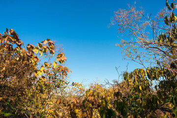 Obraz na płótnie Canvas Autumn colors in the caatinga forest - trees losing their leaves, blue sky in the background (Oeiras, Piaui state, Brazil)