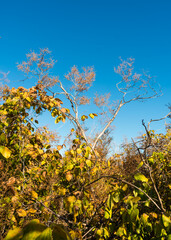 Autumn colors in the caatinga forest - trees losing their leaves, blue sky in the background (Oeiras, Piaui state, Brazil)