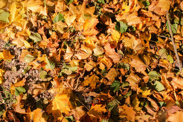 Close-up road surface with dry autumn leaves falling to the floor. Sunlight shines in the foreground. Space to add text on the floor, season change concept.