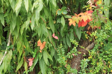 vine in autumn colors in a tree