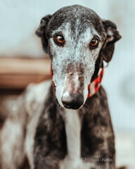 Galgo 