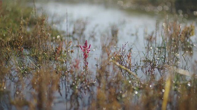 Rotes Kraut in sumpfiger Landschaft