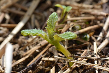 A new potato sprouts from the Spud Stack in the New Zealand Springtime
