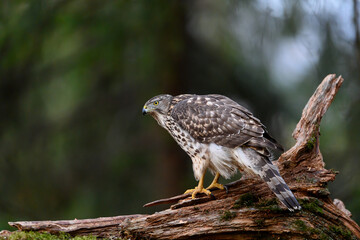 Northern goshawk (Accipiter gentilis) in forest, autumn light, green background