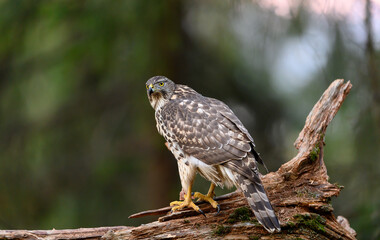 Northern goshawk (Accipiter gentilis) in forest, autumn light, green background
