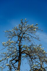 tree and sky