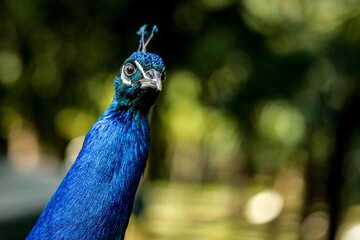 close up of a peacock