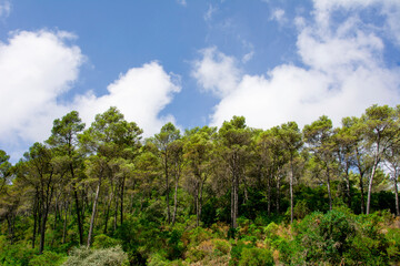 Trees in the field with blue sky and clouds